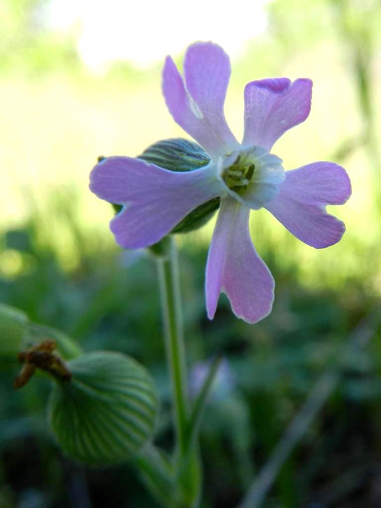 Silene conica / Silene conica